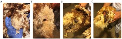 Identification and characterization of the causative agents of Focal Ulcerative Dermatitis in commercial laying hens